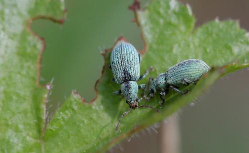 Réf. 205 315 : Phyllobius virideaeris